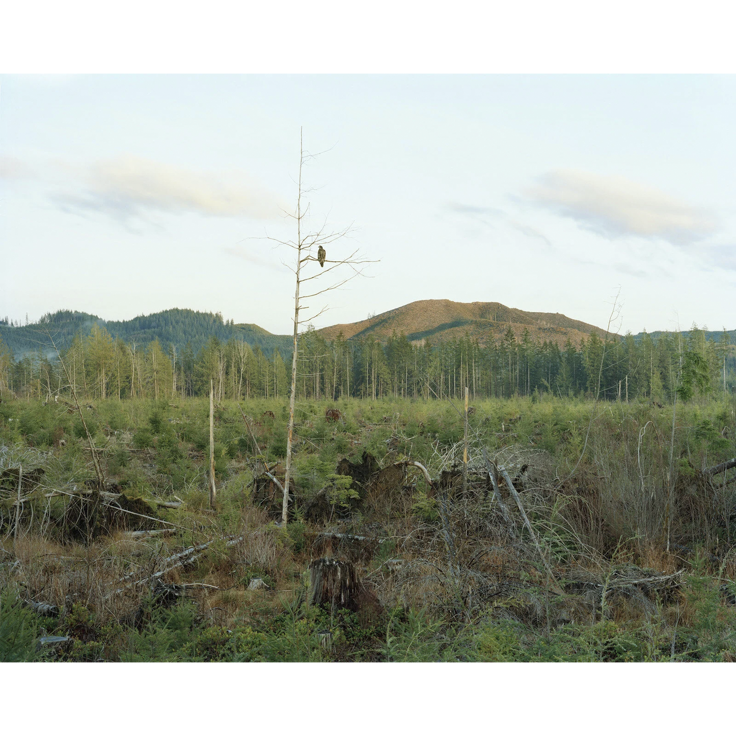 "Adolescent Bald Eagle"