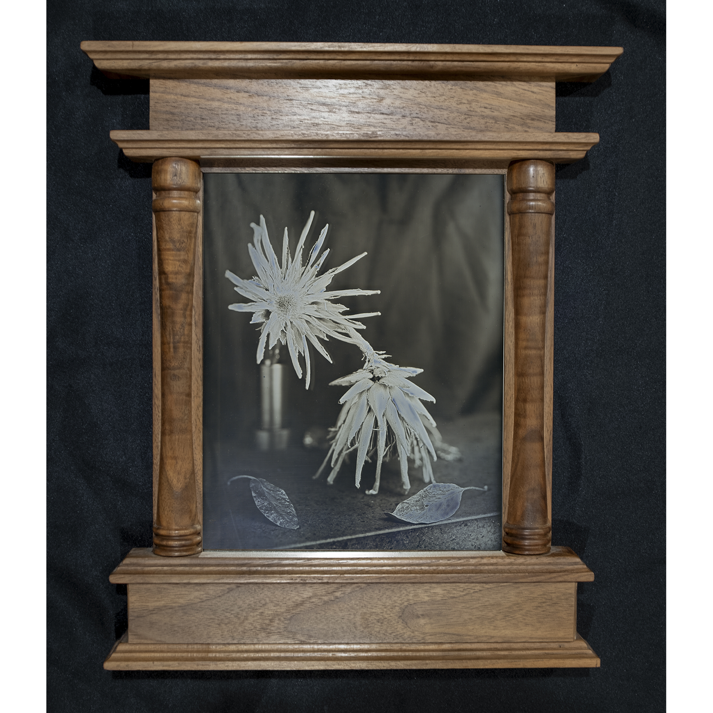 Daniel Carillo, "Protea"