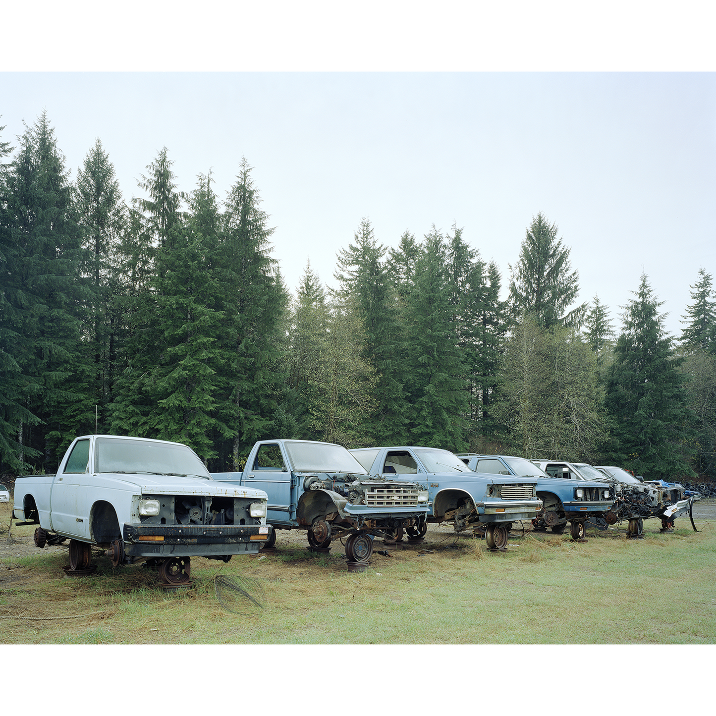 "Junked Blue Trucks, Forks, Washington"