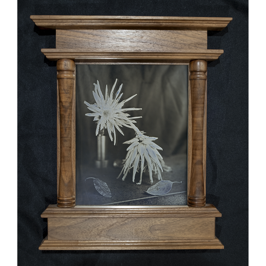 Daniel Carillo, "Protea"