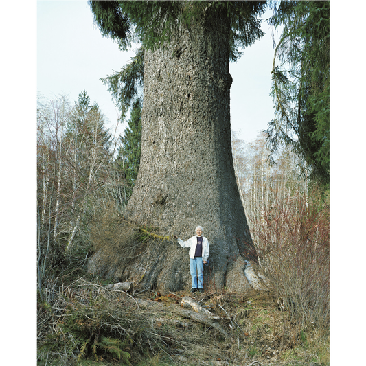 "Missy beneath her 600 year-old Spruce,  Hoh River, Washington"