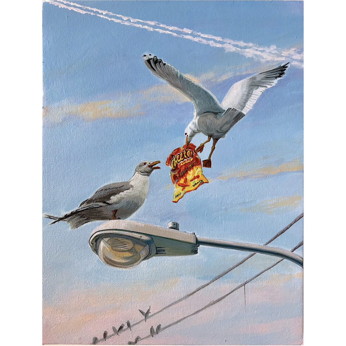 "California Gull"
