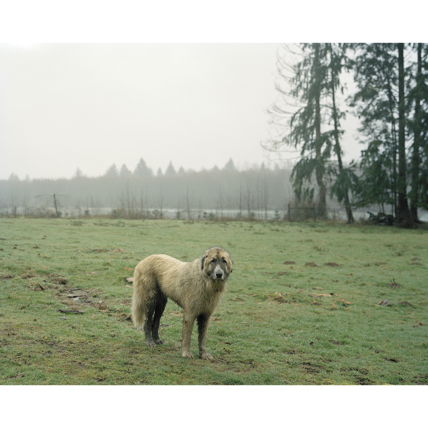 "Tola, Lower Hoh River, Washington"